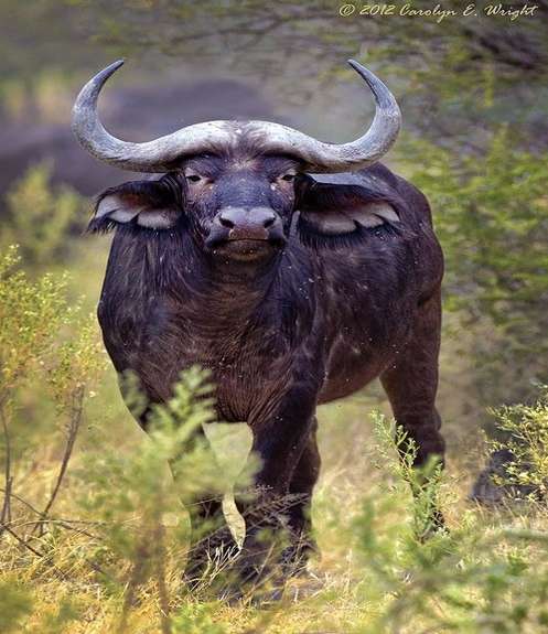 Om Balaji Exports - Buffalo