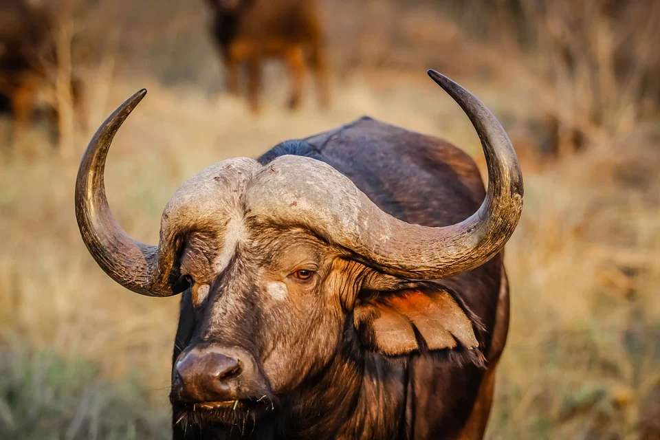 Om Balaji Exports - Buffalo