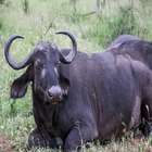 Om Balaji Exports - Buffalo